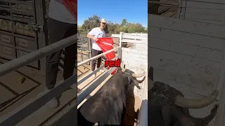 هل يكره الثيران اللون الأحمر  دندنها