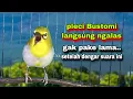 Download Lagu 9 menit‼️burung pleci gacor ngalas Untuk Pancingan Pleci Bustomi Gacor