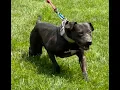 TOM GARNER KENNELS AKUMA ON DISPLAY DURING THE 2021 PIG PICKING