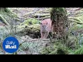 Close encounter cougar stalks man walking in Canadian woods - Daily Mail
