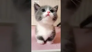 قطط صغيرة كيوت 