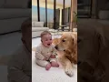 Download Lagu “Baby vs Dog Bark Battle 🐶👶😂”
