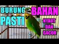 pancing CUCAK IJO ombyokan//terbukti cucak ijo ombyokan bahan kuningan jadi ikut bunyi dan gacor