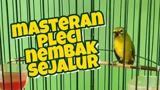 Download Masteran Pleci Nembak Sejalur MP3