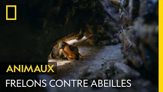 La redoutable attaque d'un essaim de frelons sur une ruche d'abeilles