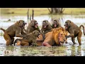 Lagu Baboons vs. Lions | The Most Brutal Revenge on the African Savanna | WILDLIFE DOCUMENTARY