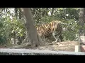 Tigers for Kids: Learn All About Tigers - FreeSchool