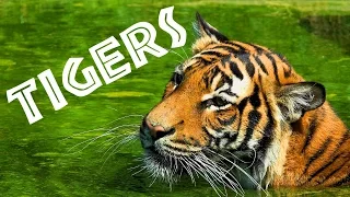 tigers for kids learn all about tigers freeschool