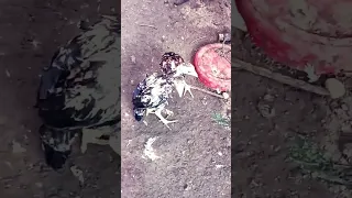 مصارعه الديوك الهندى 