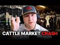 The 2026 Cattle Market Crash