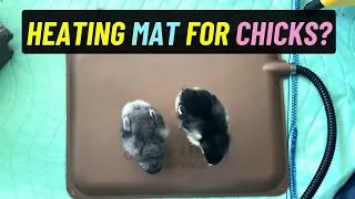 Thermo Peep Heating Pad for Baby Chicks Review - is it worth it