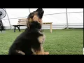 german shepherd puppy howling