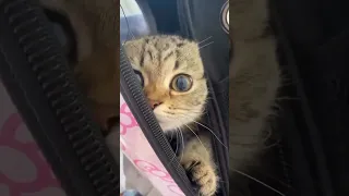 بخ  بخ                                                                     دندنها