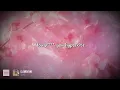 gayle ✨ clementine ✨ ~ lyrics