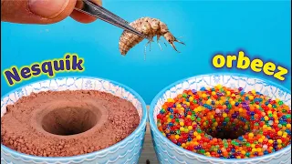 Муравьиный лев vs Nesquik и Шарики орбиз! Что произойдет?