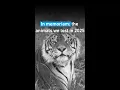 In memory of the animals we lost in 2025 FOUR PAWS SUBS