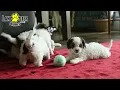 Lively Cavapoo Puppies