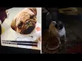 Video di Pug Scared Of Men In Black