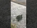 Turtle is spinning the earth