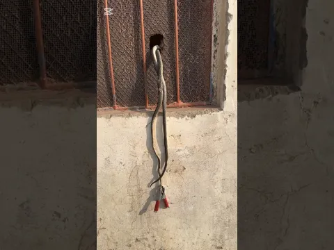 Snake Rescue Attempt | Safe Handling Village Area #shorts