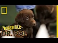 The More Puppies The Better - Season 2 Episode 3 Barnyard Babies with Dr Pol