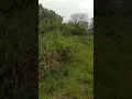 Download Lagu Lihat...beginilah gaya buaya kalau tidur..