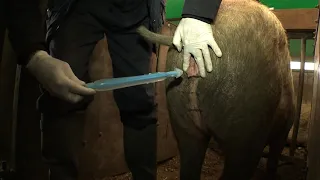service and ai outdoor breeding pigs ahdb