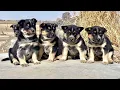 Puppy for sale at ksl link in description