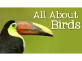 Download Lagu All About Birds for Children: Animal Learning for Kids - FreeSchool