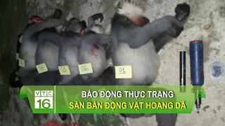 b o ng th c tr ng s n b n ng v t hoang d vtc16