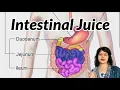 Intestinal Juice Physiology l Succus entericus l Composition Functions Regulation of Secretion