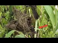 Download Lagu the mother bird follows her fallen chick