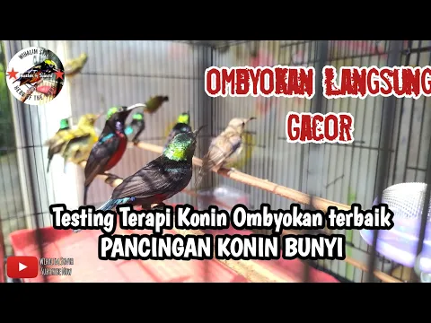 Download MP3 Konin Ombyokan langsung GACOR dengan TERAPI ini !! Kolibri Ninja Bakalan GACOR