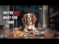 I wish I knew these BEFORE getting a Cavalier King Charles Spaniel