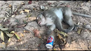 funny monkeys react drunk and cant move