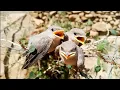 Download Lagu Baby mockingbird | northern mockingbird kids | about birds |                                        