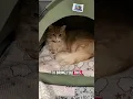 Download Lagu Eugene is so relaxed! Currently not staring into the void! #cats #catshorts #cutecat #cat #catlover