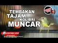 Download Lagu 🔴 Tembakan Rapet Tajam Ngetik Sambung Necret❗️Kolibri Kelapa Betina Gacor Cetetan❗️