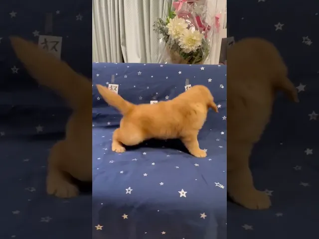 動画