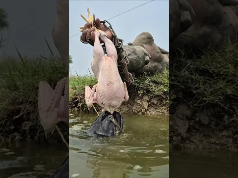 Best 2026 whole chicken trap fishing video
