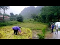 Download Lagu The storm came suddenly and the scene was devastated, the rice fields were flooded.
