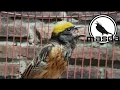 Download Lagu 1 jam full masteran burung manyar kepala emas gacor