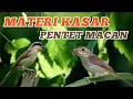 Download Lagu PENTET MACAN GACOR untuk MASTERAN materi BURUNG JUARA | MASTERAN PENTET MACAN