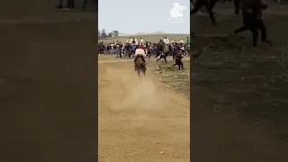 فرسان الشاوية فانتازية ليها ماليها مجانة البرج الجزائر 