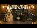 A Dachshund Reveals His Side Of The Story