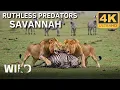 Download Lagu Hunting and Being Hunted in African Savanna Kingdom | Animal Documentary