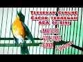 Download Lagu tledekan gunung gacor termewah‼️ampuh untuk pancingan bangkitkan emosi lawan