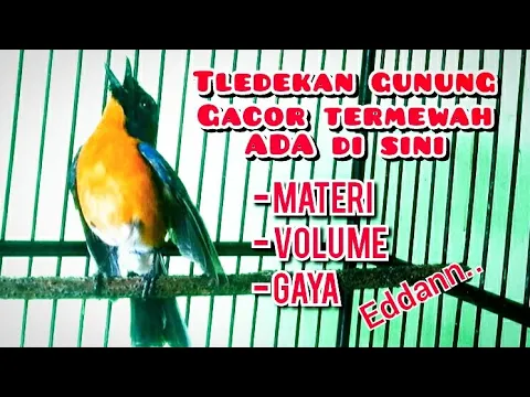 Download MP3 tledekan gunung gacor termewah‼️ampuh untuk pancingan bangkitkan emosi lawan