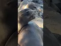 Lagu Sea Lions Sound 🖤 ( Barking ) (4)