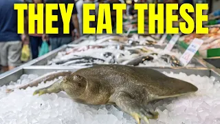 We Got a Turtle That's Almost EXTINCT Because People Eat Them